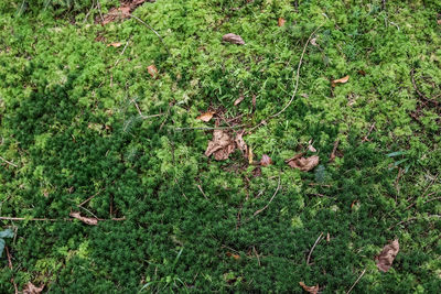 High angle view of lizard on field