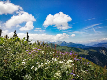 Scenic view of flowering plants against sky