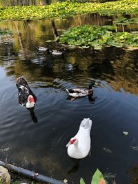 High angle view of swans swimming in lake