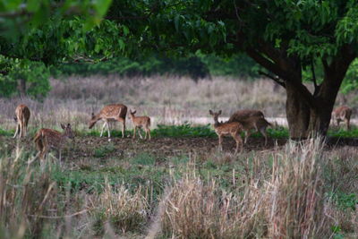 View of deer in the forest