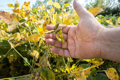 Midsection of person holding yellow leaf