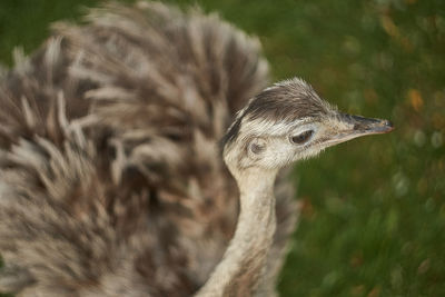 Close-up of a bird