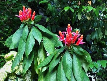 Close-up of red flowering plant