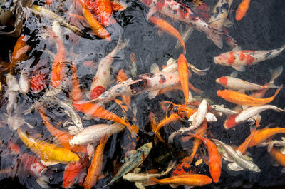 View of koi carps swimming in pond