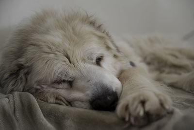 Close-up of dog sleeping