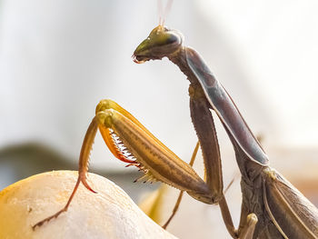 Grasshopper on plant