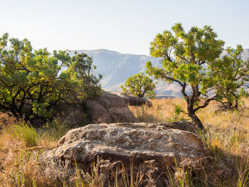 Trees on mountain against clear sky