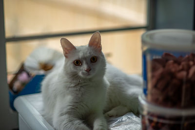 Portrait of cat relaxing at home