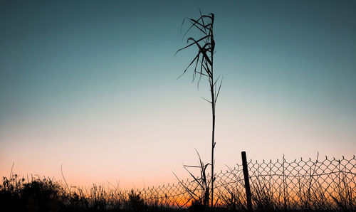 Silhouette plants on field against sky during sunset