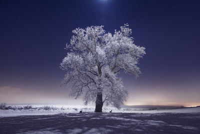 Frozen trees and snowy winter scene in rural pennsylvania