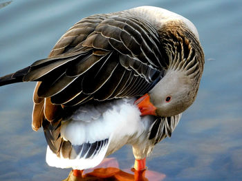 Close-up of duck