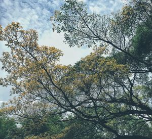 Low angle view of trees against sky