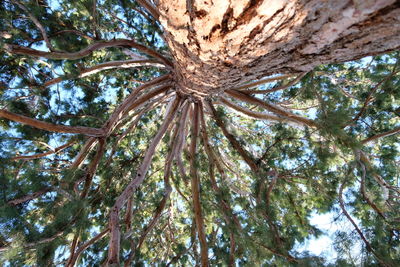 Low angle view of tree