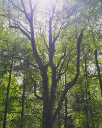 Low angle view of trees in forest