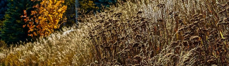 Close-up of plants against blurred background