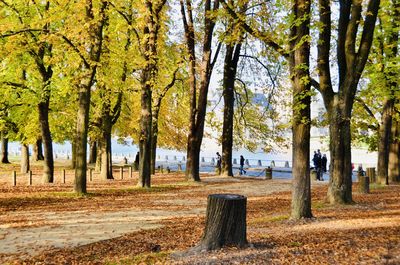 Trees in park during autumn