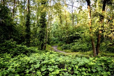 Trees and plants growing in forest