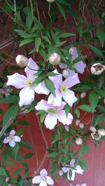 Close-up of white flowers