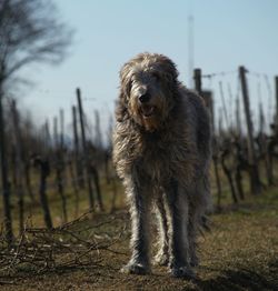 Portrait of dog on field