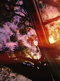 Close-up of tree against sky at sunset