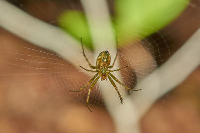 Close-up of spider on web