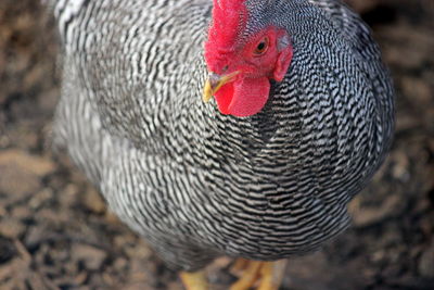 Close-up of a bird on field