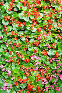 Full frame shot of flowering plants