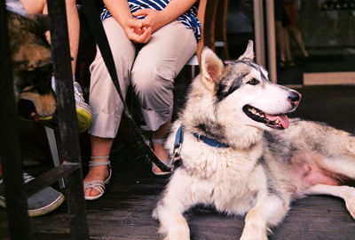 Rear view of dog looking at camera