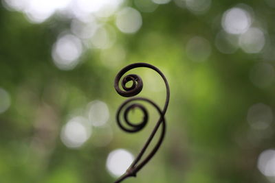 Close-up of spiral stem