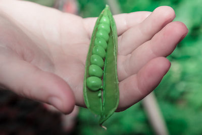 Green peas in the farmer's hand