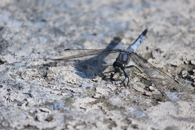 Close-up of dragonfly on rock