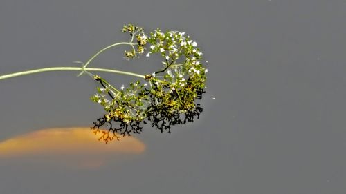 Close-up of plant against blurred background
