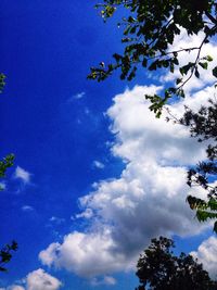 Low angle view of trees against blue sky