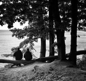 View of trees on riverbank