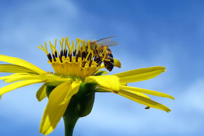 Close-up of bee on yellow flower blooming against blue sky