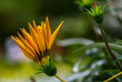 Close-up of yellow flower