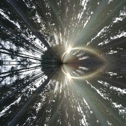 Low angle view of trees against sky