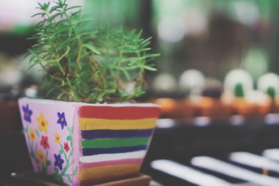 Close-up of potted plant on table