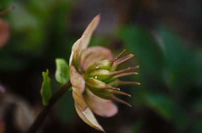 Close-up of flower bud