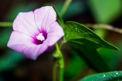 Close-up of pink flower blooming outdoors