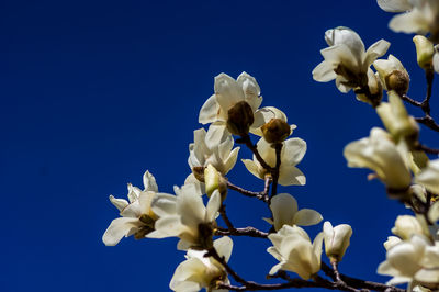 Low angle view of white flowering plant against blue sky