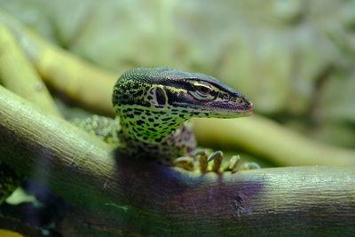 Close-up of lizard