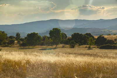 Scenic view of field against sky