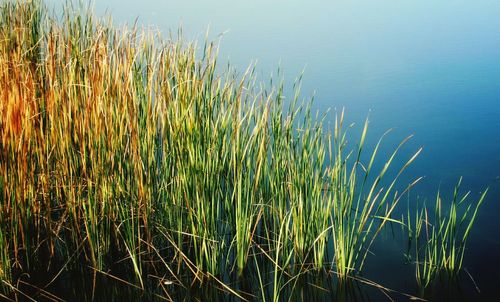 Plants growing in lake