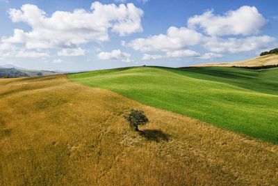 Scenic view of agricultural field against sky