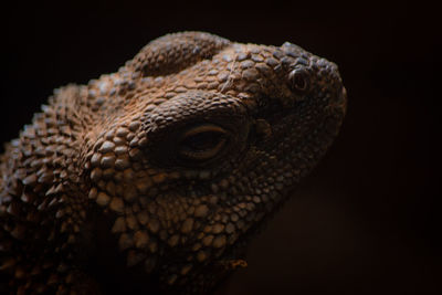 Close-up of a lizard