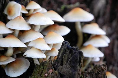 Close-up of mushrooms growing in forest