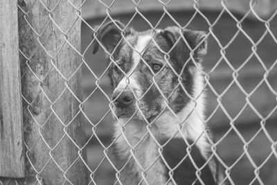 View of dog seen through chainlink fence