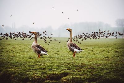 Birds in a field