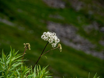 Close-up of small plant growing on field